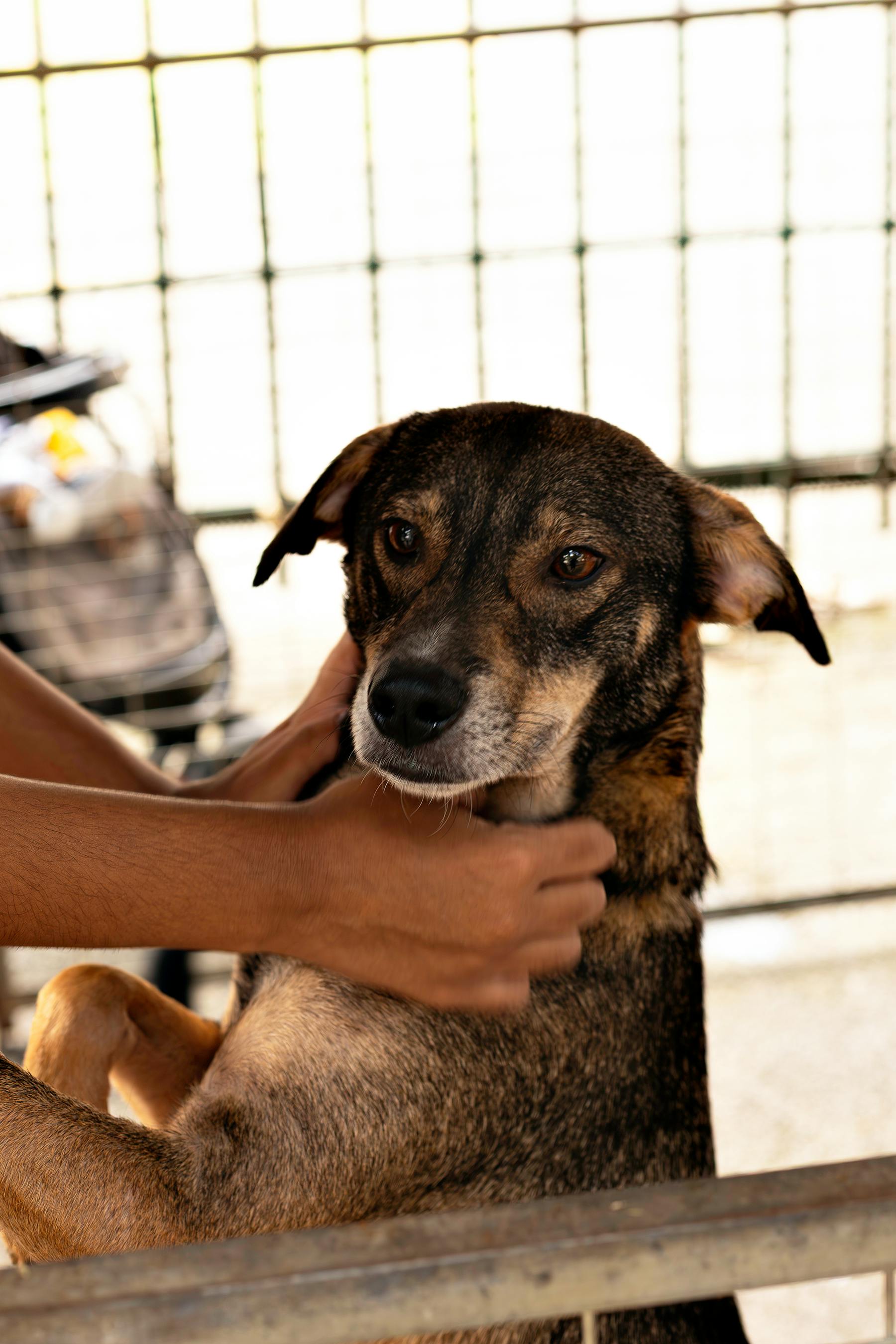 A rescued dog receiving gentle care in an animal shelter.